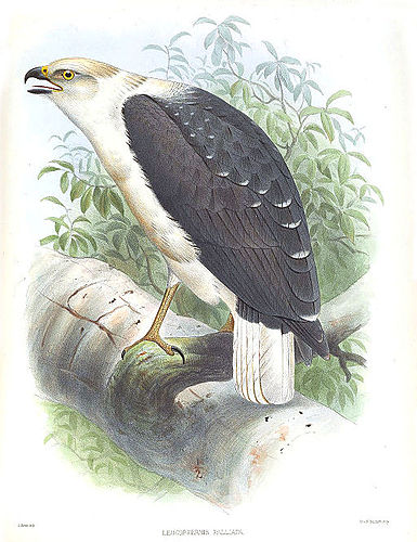 Mantled hawk